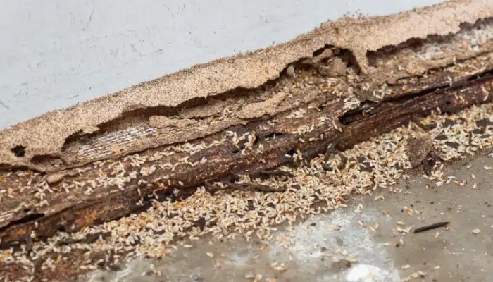 termites eating wood